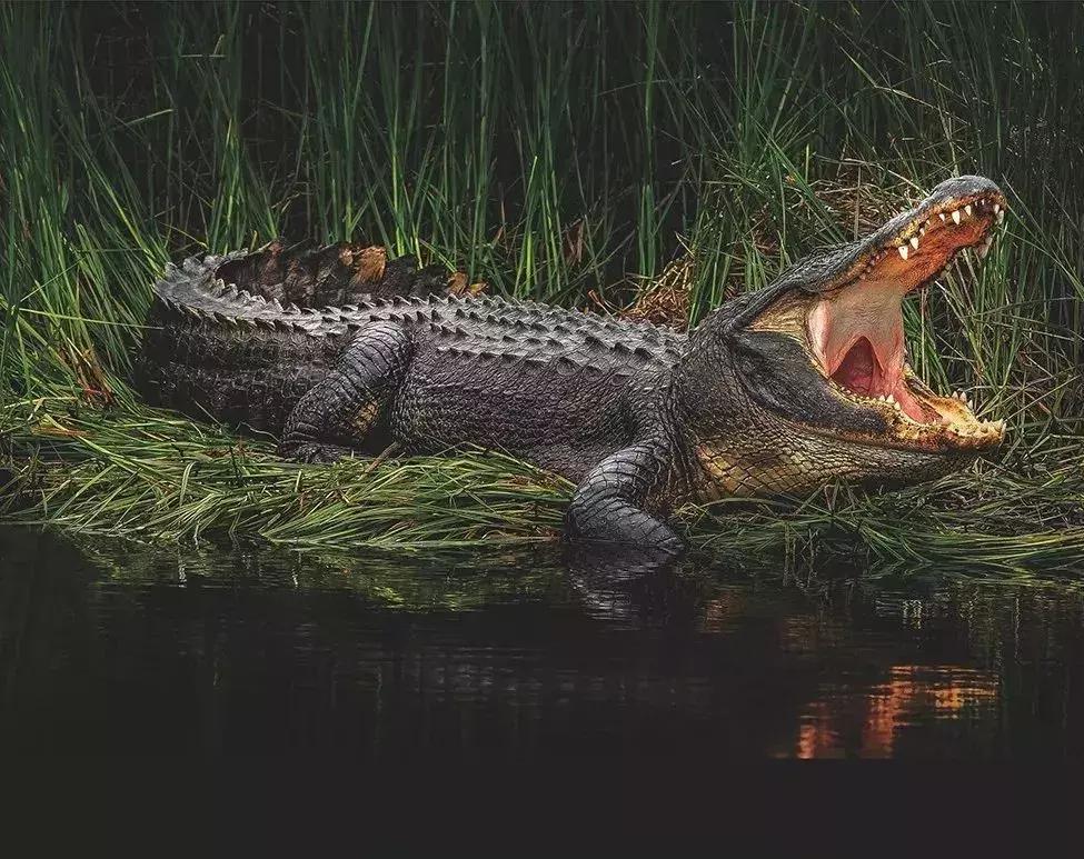 鍠滃姏鍏嬫柉槌勯奔鐨甫,鍠滃姏鍏嬫柉鐢峰＋鐨甫