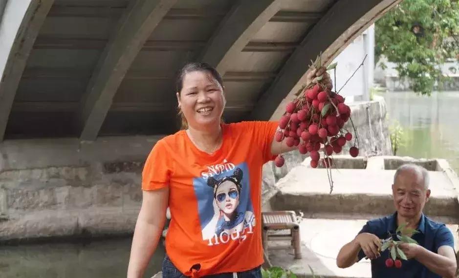 直击莆田荔枝采摘现场,莆田荔枝现摘