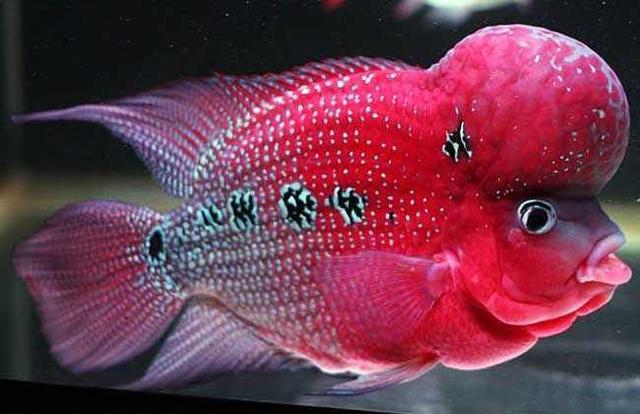 观赏鱼种类大全,观赏鱼鲨鱼的种类