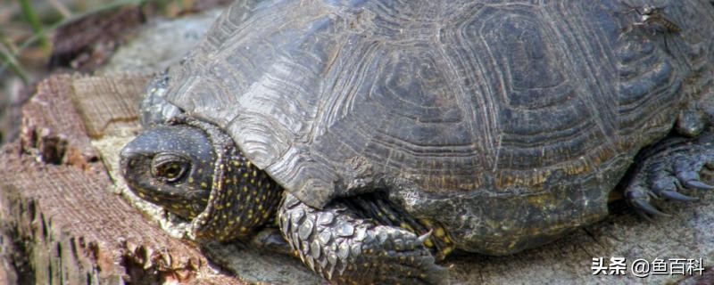 冬天不冬眠的龟,冬天怎么养龟