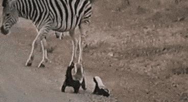 “非洲乱不乱，平头哥说了算”———蜜獾