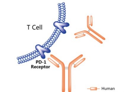 治疗癌症免疫疗法,2022癌症免疫新疗法