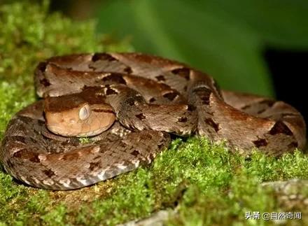 亚马逊十大凶猛植物,巴西亚马逊热带雨林动植物