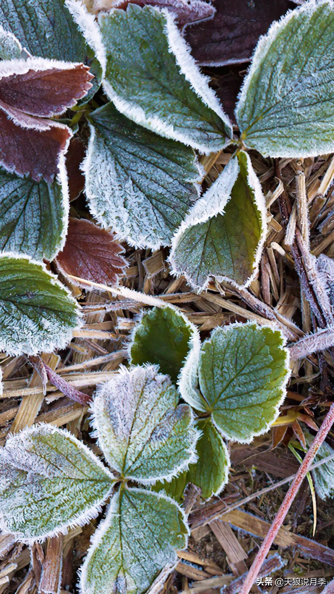 草莓防寒的方法,草莓熟了怎么保护