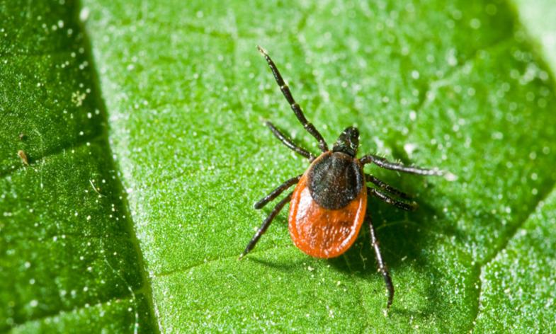 日本新型病毒是真的吗,蜱虫传染的新型病毒