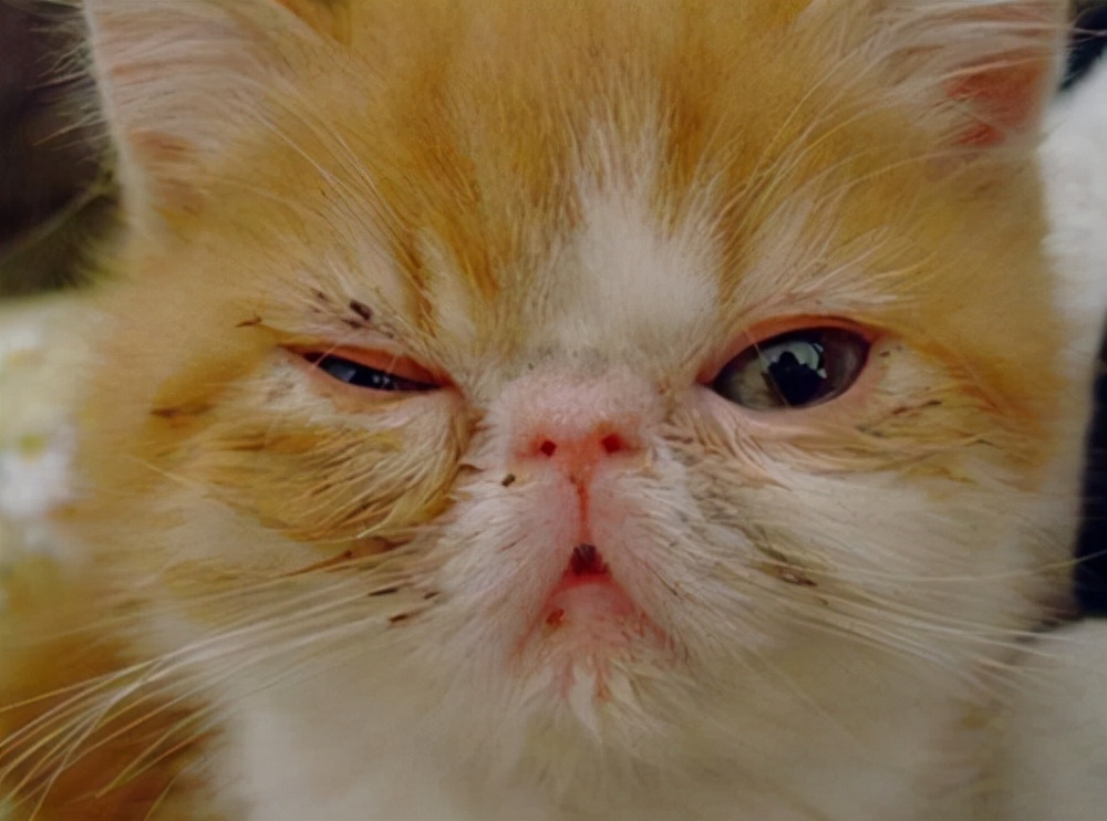 纽翠斯黑钻红肉猫粮怎么样,云顶星猫粮和纽翠斯哪个好