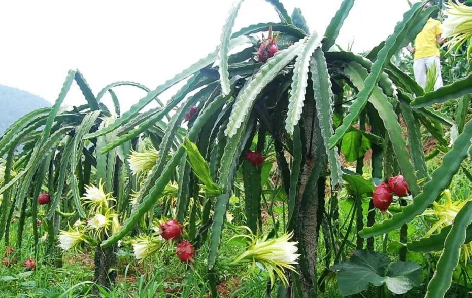 红心白心火龙果有区别吗,怎么从外面分辨红心和白心火龙果