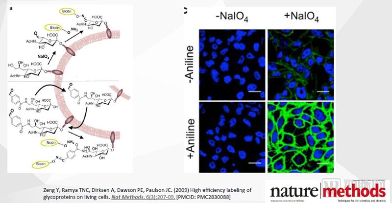 免疫治疗能抑制肿瘤生长吗,免疫治疗是不让癌细胞生长么