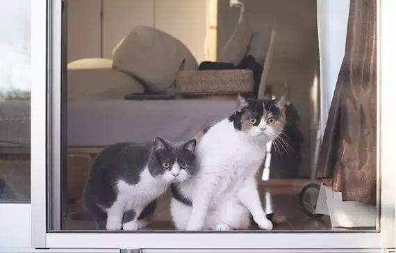 这么大人了，能不能让本喵省省心！