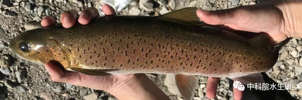 生活在长江的特有珍稀动物是什么,贴近长江的珍稀动物