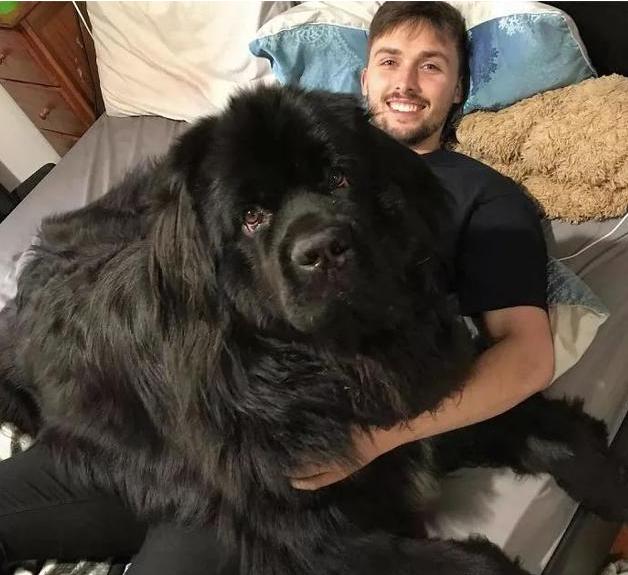 什么狗最粘人温顺,哪种狗性格温顺还会保护主人