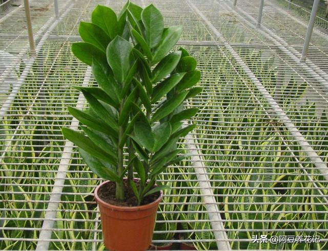 金钱树叶子发黄发黑怎么回事,金钱树叶子发黄怎么样养