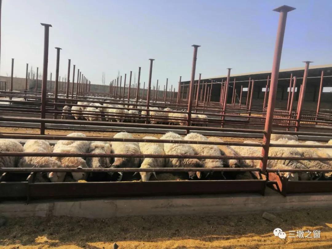 养羊致富带头人事迹,农村致富带头人养羊典型事迹材料