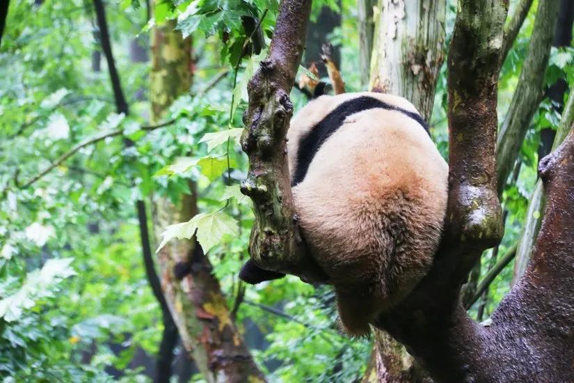 贡嘎山的徒步,贡嘎雪山大环线徒步游记