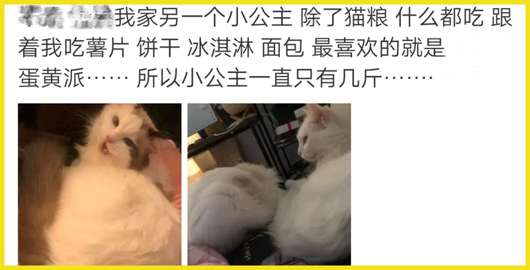 我家猫吞了根针险些丧命，这些东西千万别让猫碰