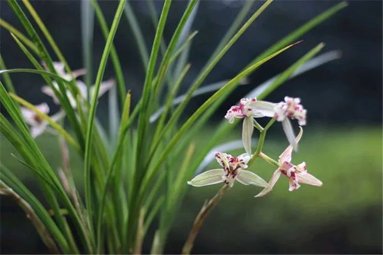 怎样分兰花苗才能开花,兰花怎么分公苗母苗