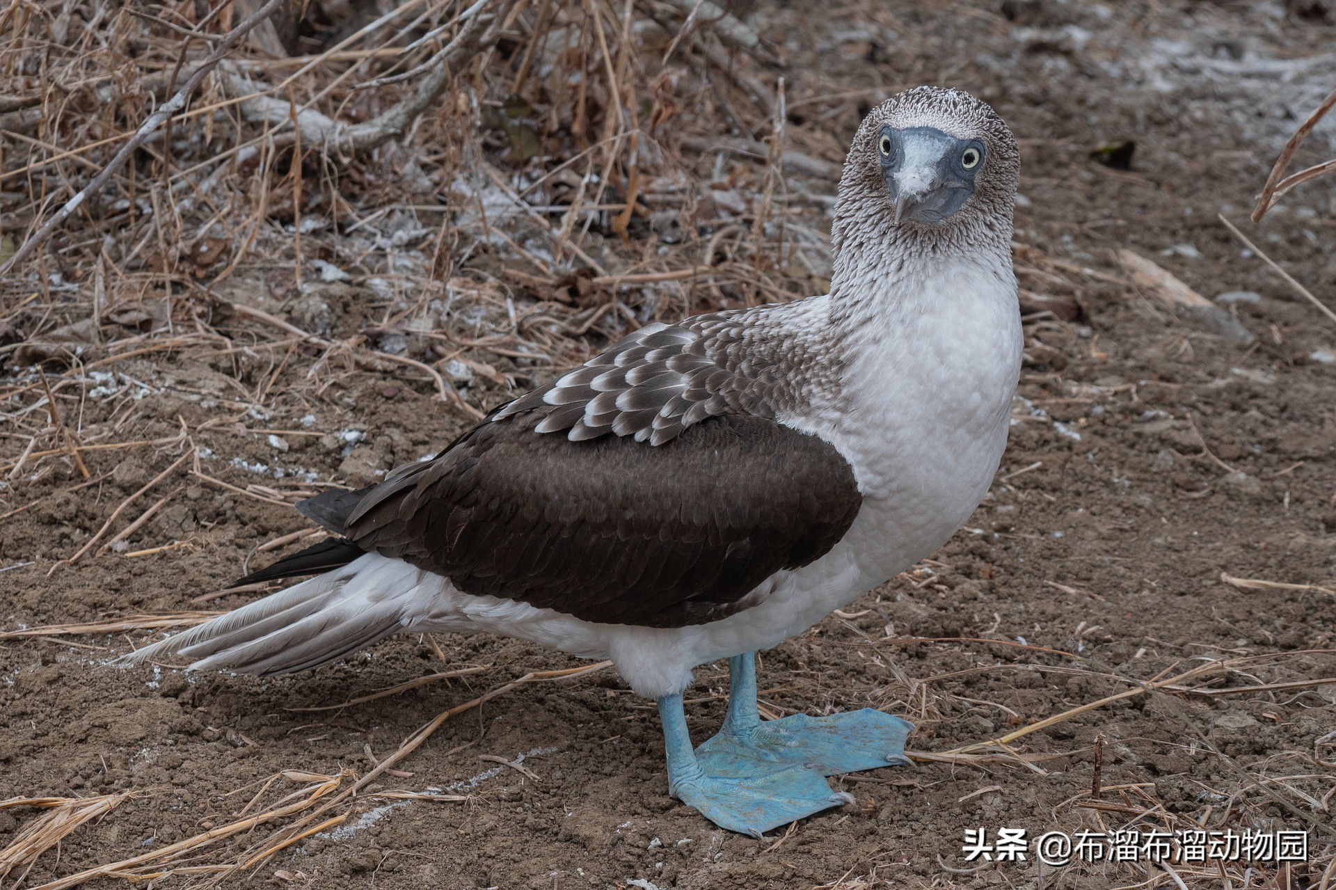 奇葩大傻鸟，凭一双蓝色大脚闯天下，鸟姑娘居然最爱油腻男