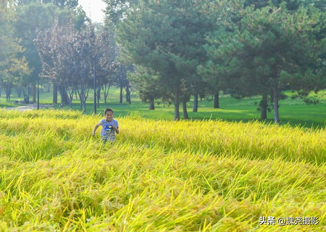 北京北坞公园里的京西稻又熟了,曾经只有皇上才能吃上这儿的大米