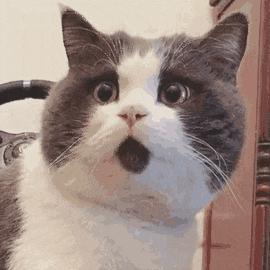 猫是不是远视,猫的眼睛为什么能夜视