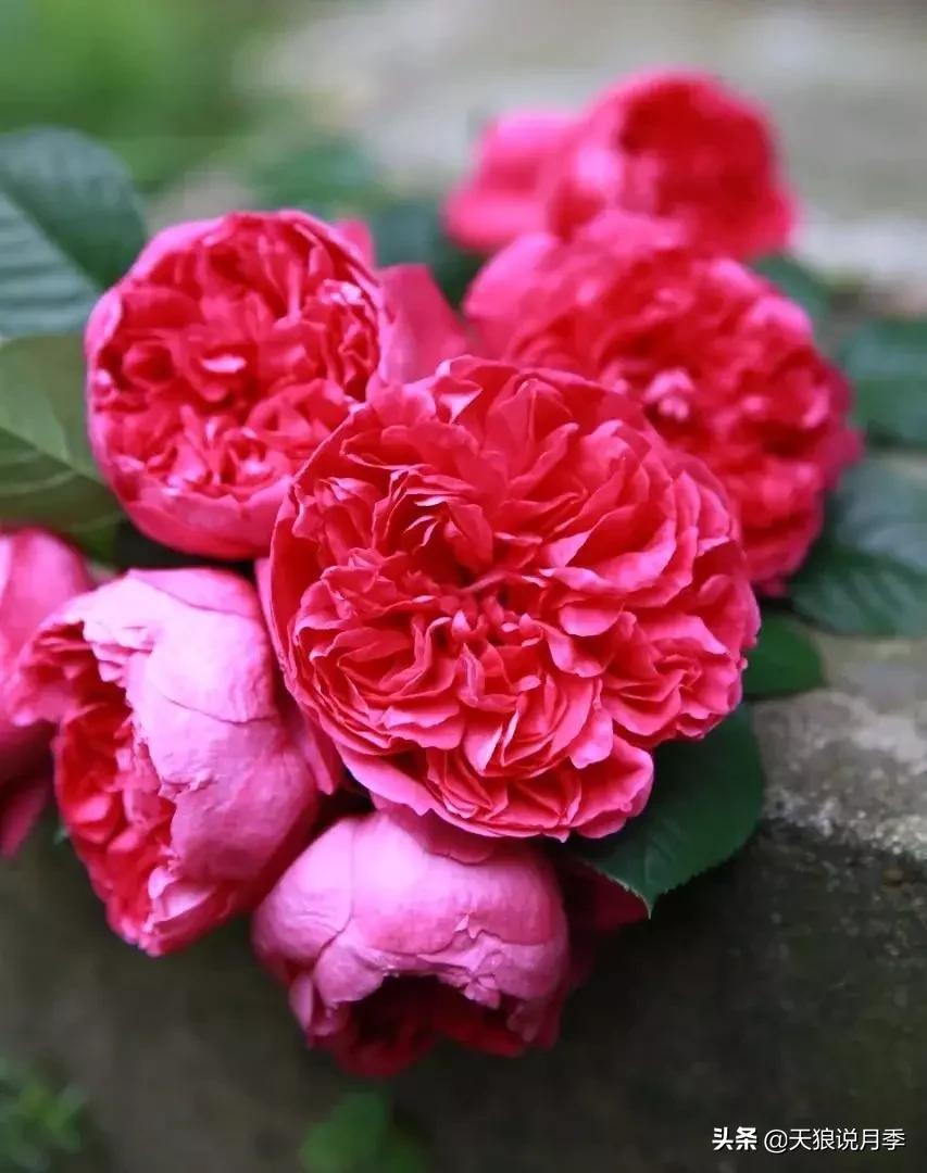 唤作「蔻丹」的月季,应该有怎样的风情?