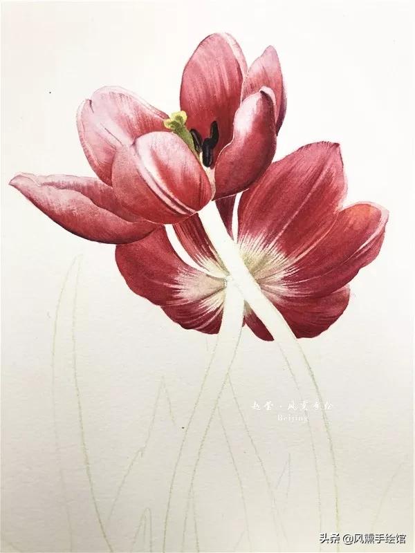 怎么用水彩笔画郁金香教程,粉色水彩郁金香怎么画图片
