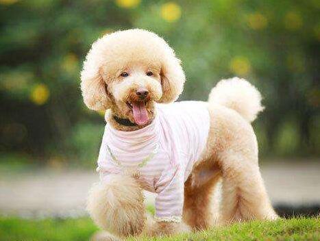 泰迪犬基本训练方法,泰迪犬训练教程