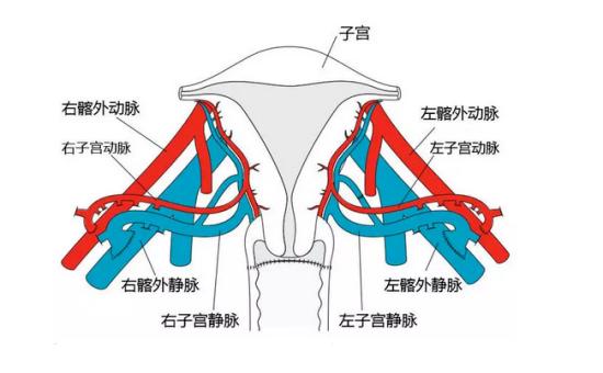 子宫的故事绘本,子宫里的故事生命诞生的奥妙