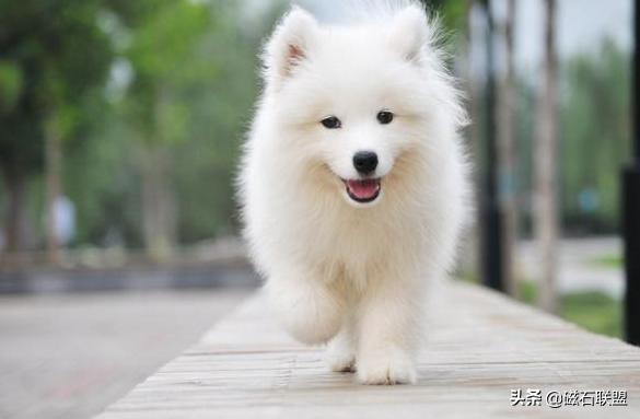 养宠物需要知道的知识,养宠物需要具备哪些知识