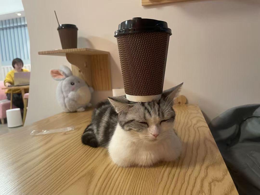 秦皇岛这只网红猫日常“巡逻”你见过吗?岛上还有这些撸猫好去处~