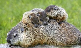 壹一生态小百科,壹生态小百科