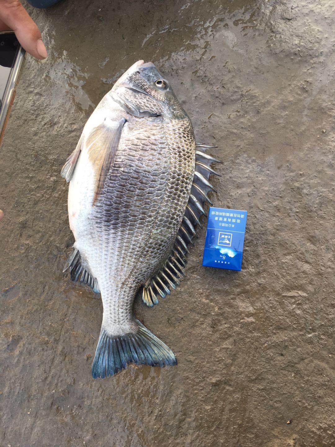 海钓的收获和感觉,海钓的动力有多大