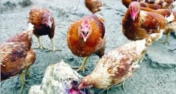 鸡互啄的最佳解决方法,鸡群啄毛的原因