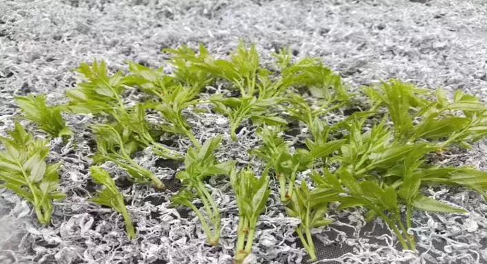 湖南张家界莓茶真的那么好吗,张家界莓茶简单介绍