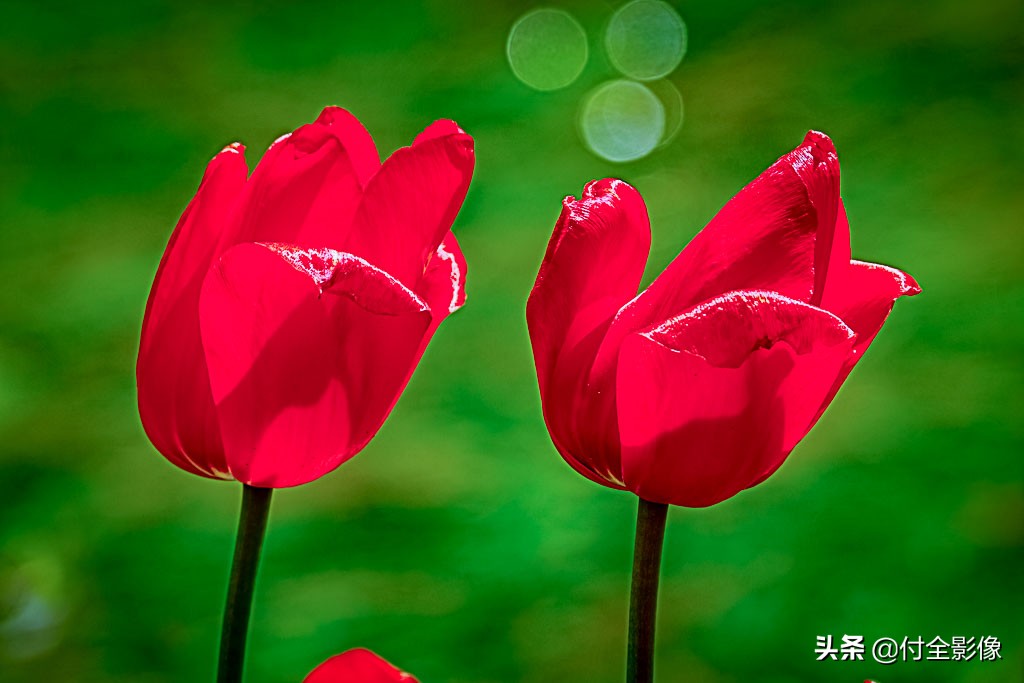 北京国际鲜花港有限公司,北京国际鲜花港一日游