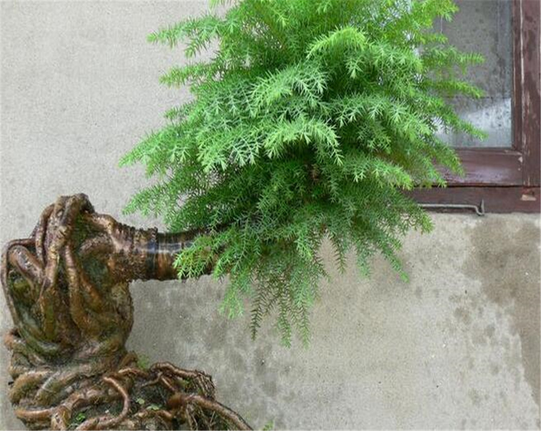 澳洲杉枯黄了还会活吗,澳洲杉怎么换盆后慢慢黄叶了