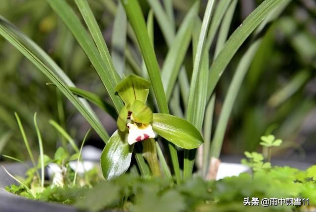 春兰怎么挑选好呢,新手春兰买什么品种