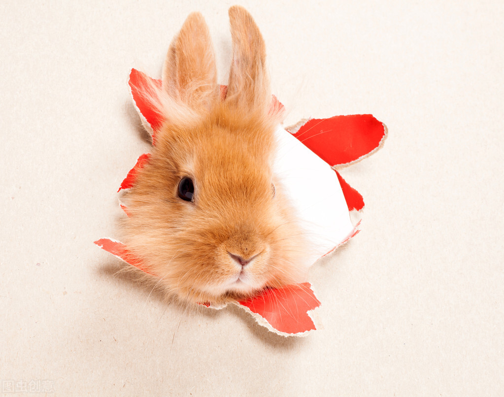 兔子眼睛流白色粘液是什么原因,兔子眼睛流出白色粘液是怎么回事