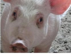 母猪断奶后一直不下奶怎么办,母猪断奶后不发情怎么办