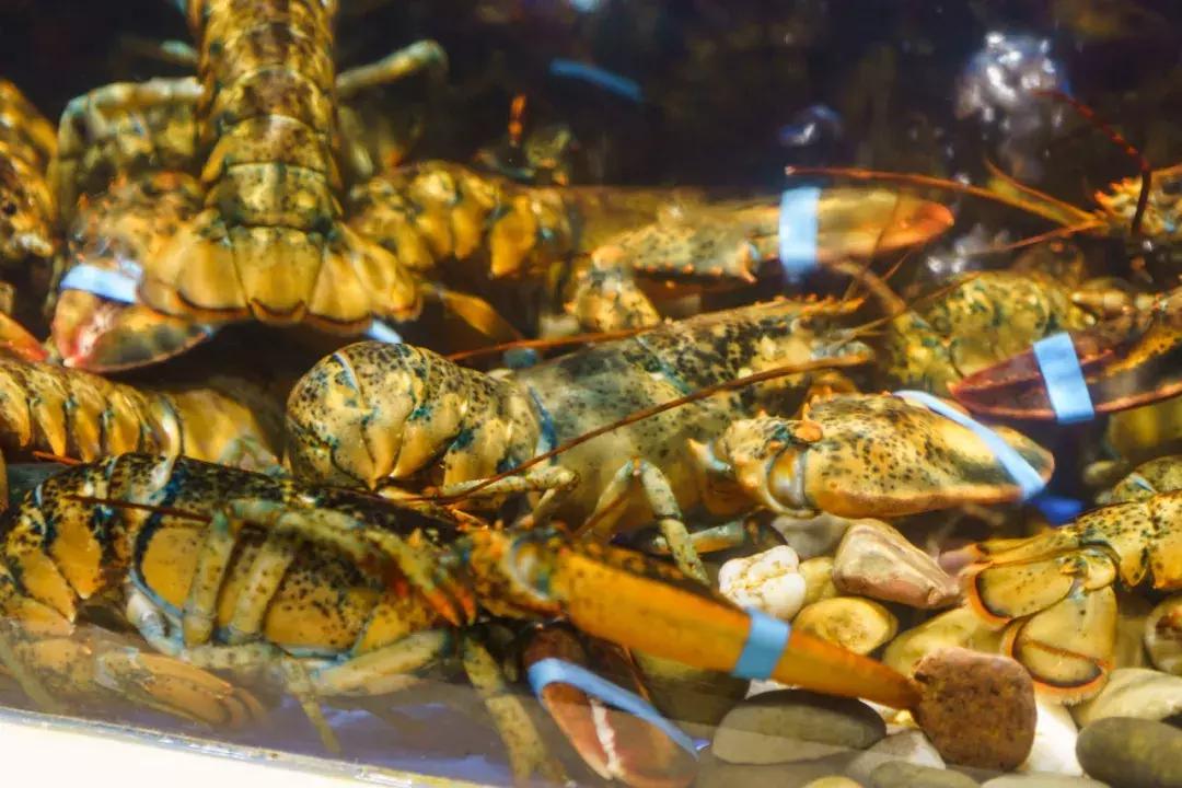 天津蒸汽海鲜,蒸汽海鲜吃到爽