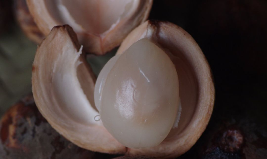 真的是活久见！长成这样居然能吃？