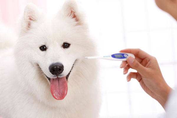 它比感冒厉害一千倍，养犬老司机的“滑铁卢”