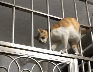 没想到猫也会功夫,没想到猫会这样走路