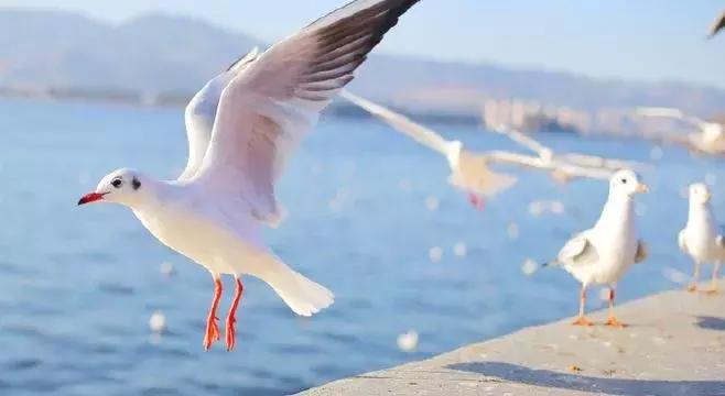 云南昆大丽版纳双飞10日游多少钱,云南6天5晚昆大丽双人双飞游