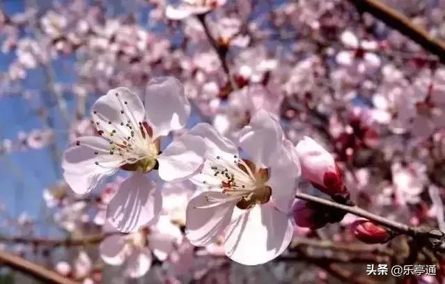 乐亭最美的地方,乐亭县古镇