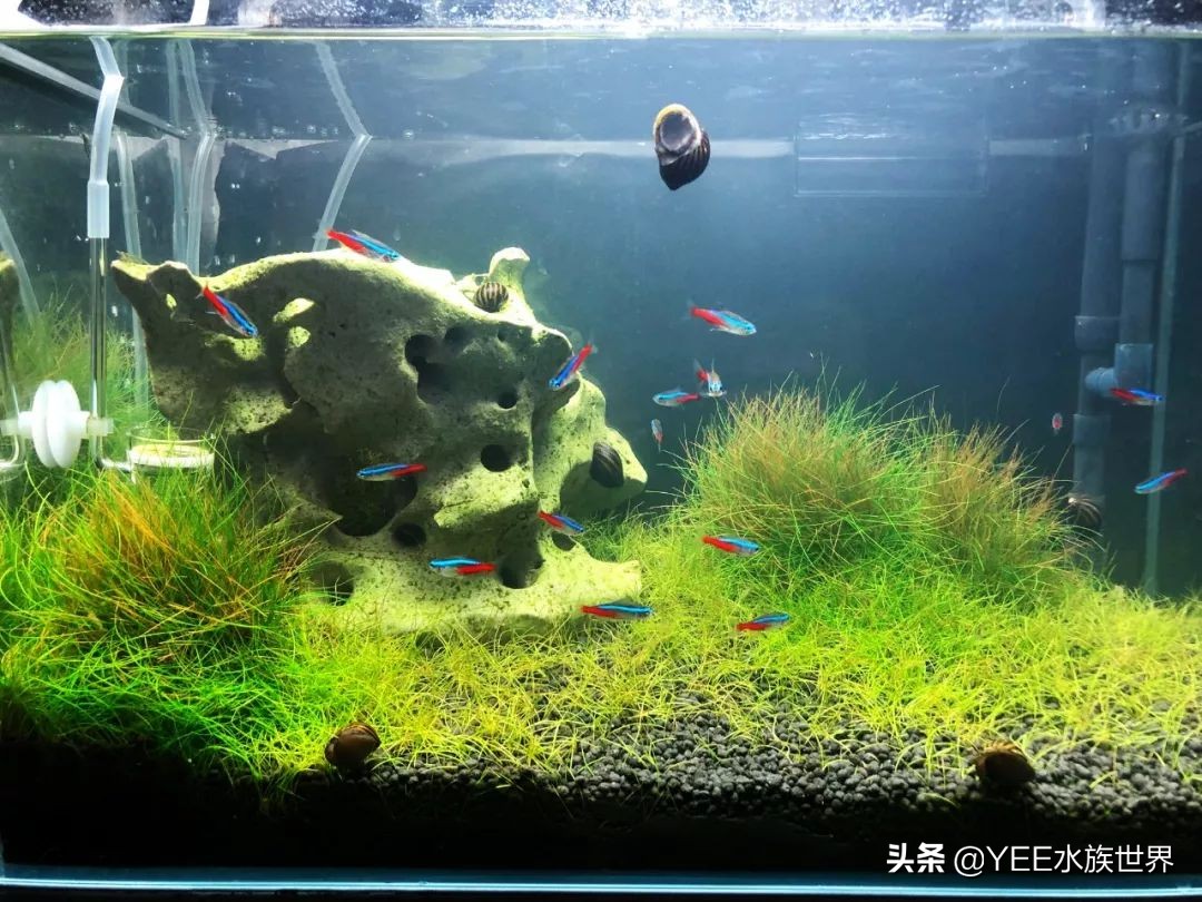 养鱼水浑用什么药,养鱼水浑