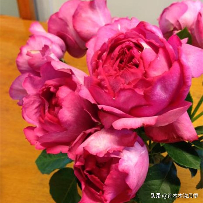 自己买玫瑰花种植,关于种植玫瑰花教程