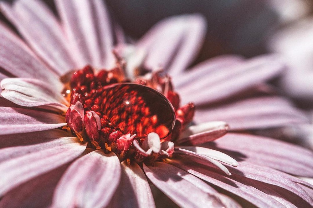 微距拍摄需要的器材,小成本视频摄影