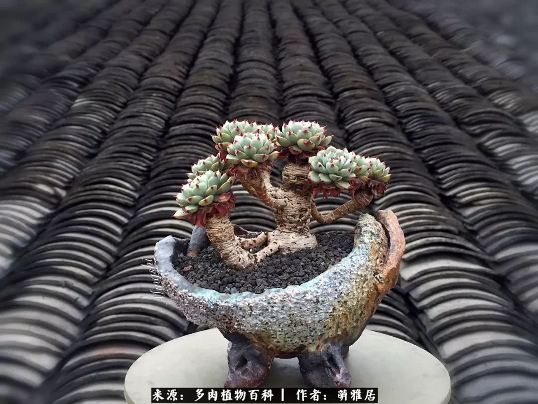 鍒濆啲鏆栭槼鍥寸倝鐓尪,鍐洦鍝佽尪