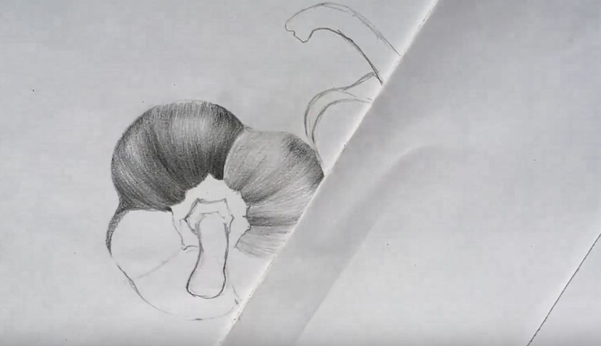 素描水果或蔬菜,素描蔬菜和水果怎么画出质感