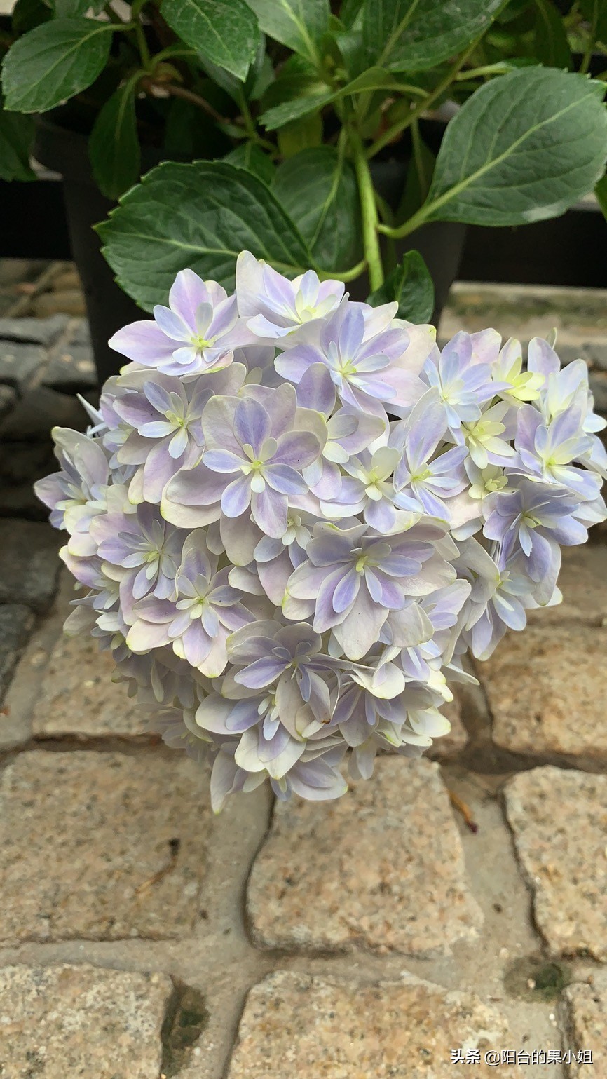 一年四季开花的绣球名字,6个颜色的绣球一起种